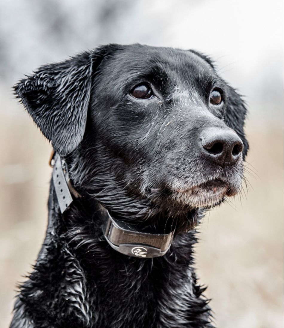 SportDOG Yard Trainer 300 / L.L.Bean